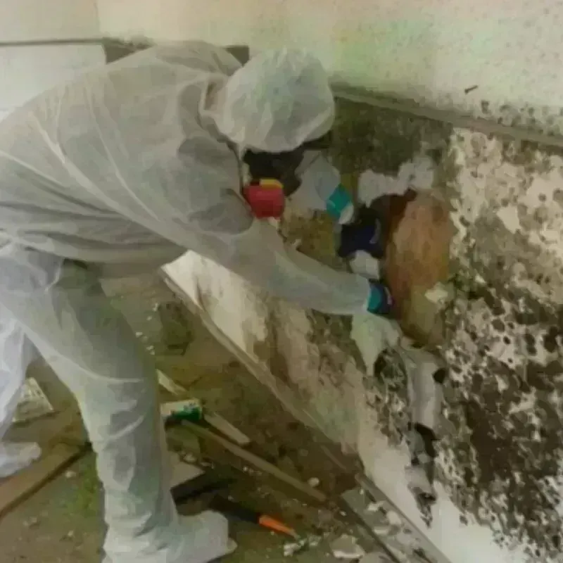 Mold Remediation and Removal in Island Lake, IL